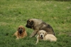 cachorros5.jpg