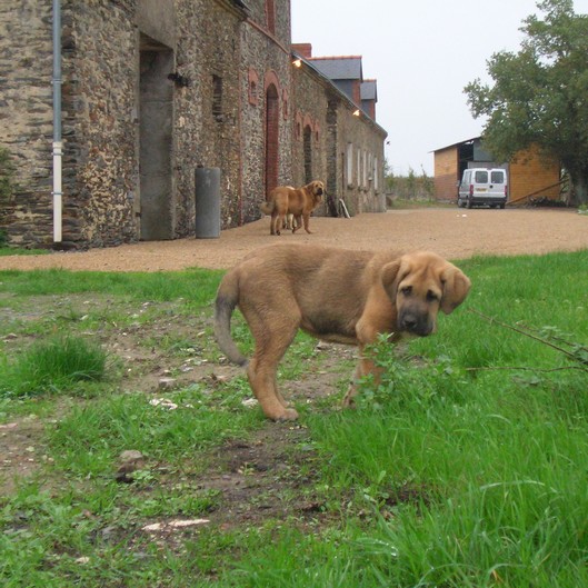 Manchas de Los Piscardos ( Daman x Alma deLos Piscardso)
12 weeks
Keywords: Kromagnon Camelia erodes manchas