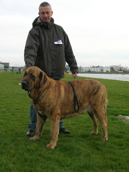 Aurphee du Domaine de Runneval
 (called Agua)
03.11.2005
( Flashy Uthane Mastibe X Ulna du Domaine de Runneval)
CACIB Bordeaux (F)13.01.2008

Keywords: Mastibe Agua aurphee France Kromagnon Runneval 2008