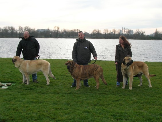 CACIB Bordeaux (F)13.01.2008
Goran de Guadamia ( Sanson X Senda de Reciecho)
Aurphée du domaine de Runneval (Flashy Uthane Mastibe X Ulna du dom. de Runneval)
Kromagnon Tornado Erben (Basil Mastifland X deborah Tornado Erben)
Keywords: 2008