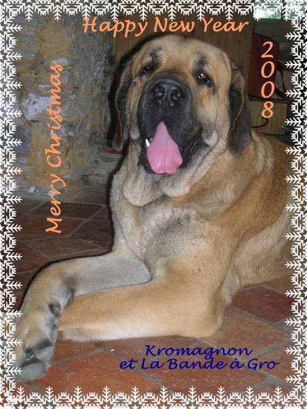 Merry Christmas 2007 from Kromagnon
(Basil Mastifland X Deborah Tornado Erben)
Keywords: xmas kromagnon