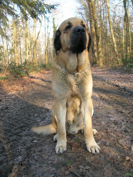 Kromagnon Tornado Erben
17.5 months
(Basil Mastifland X Deborah Tornado Erben)
Keywords: kromagnon