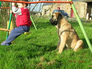 Samuel et Kromagnon
(Basil Mastifland X Deborah Tornado Erben)
Keywords: kids kromagnon