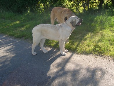 Geisha- Lili Tornado Erben 4.5  months
Geisha     Lili Tornado Erben
(Basil Mastifland X Florita Maja Tornado Erben)
born 27.12.2006
Keywords: kromagnon