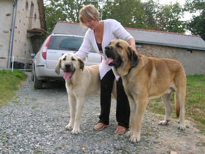 Geisha-Lili Tornado Erben (8 months ) and Kromagnon Tornado Erben (14 months)
Geisha Lili Tornado Erben: (Basil Mastifland X Florita Maja Tornado Erben) - Born 27.12.2006
Kromagnon Tornado Erben (Basil Mastifland X Deborah Tornado Erben) - Born 28.06.2006
Keywords: kromagnon