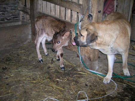 a little cow !
"curious animal ? I am bigger !"
Kromagnon Tornado Erben 
Keywords: pet kromagnon