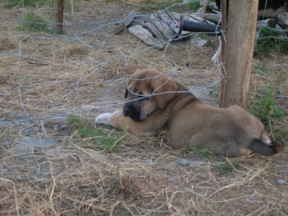 Manchas de Los Piscardos 8 weeks
Keywords: kromagnon manchas Erodes