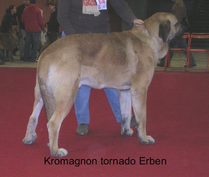 Cacib Nantes (France)
Cacib Nantes (France) 27 28 octobre 2007
CIM 1er exc CACS Kromagnon tornado Erben
DN/28.06.2006 (Basil Mastifland X Deborah Tornado eRben)
Keywords: show, Kromagnon 2007