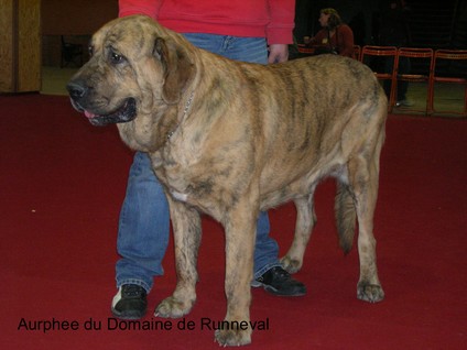 Cacib Nantes (France)
Cacib Nantes 27-28 octobre 2007
aurphée du Domaine de Runneval dite Agua
dn:03.11.2005 (Flashy utane Mastibe X Ulna du Domiane de Runneval)
Keywords: show 2007