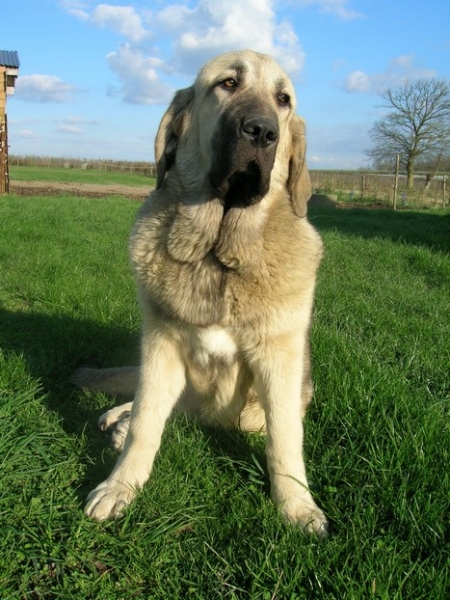 Camélia  6 months
Algarrobo X Vaguera du chemin des puits tournants
db: 12.09.2007
Nøkkelord: kromagnon bande-Ã -gro camelia