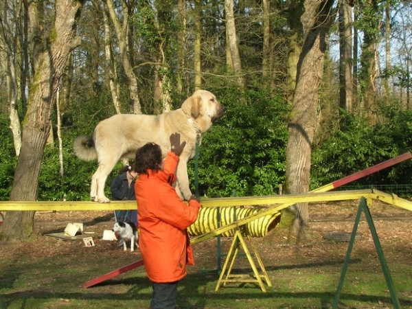 camelia , second lesson 
it was onlythe second time she was trying this exercice ....
she liked a lot !
Keywords: Kromagnon Camelia