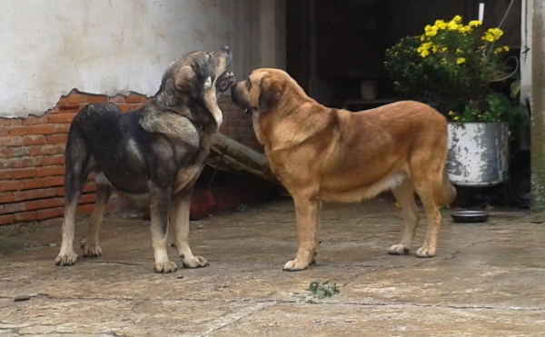 Goodie de la Bande à Gro con Yerkès de Abelgas
octobre 2014
10 cachorros nacieron ! 
Keywords: kromagnon la Bande Ã  gro Goodie yerkÃ¨s