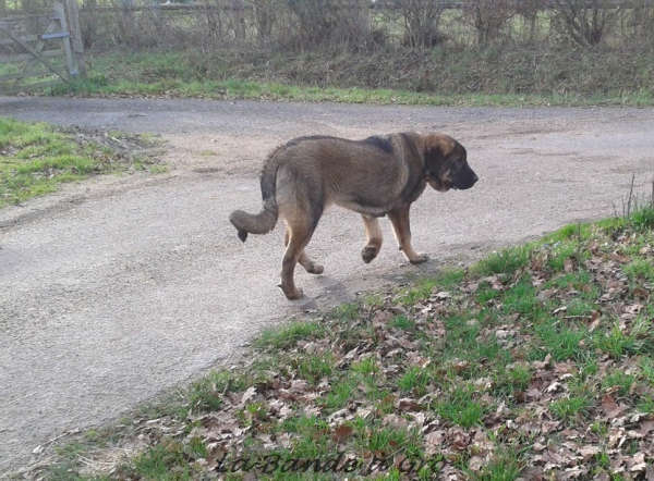 Ciro de El Siledin
Campo1 de Babia X Yara de Abelgas
criador J.Salvadore
Keywords: kromagnon la Bande Ã  gro