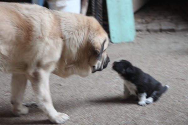 cachorros de Manchas y Drenko 2012
manchas and Drenko's puppies 2012
Keywords: kromagnon manchas drenko