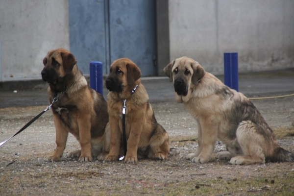 Goodie, Garriocha et Guizmo de La Bande à Gro
Goodie et Guizmo  ( Drenko de Filandon X Manchas de Los Piscardos)
dn: 22/10/2011

Garriocha ( Kimbo X camélia)
DN: 11/11/2011

Keywords: kromagnon La Bande Ã  Gro Manchas Drenko Kimbo Camelia