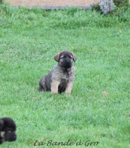 cachorros de Goodie de la BàG y Galack de la BàG
puppies out of Goodie and Galack de la Bande à gro
6weeks old/ 6semanas
Keywords: kromagnon la bande Ã  Gro Goodie Galack