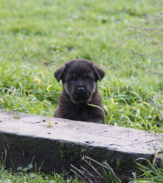 cachorros de Goodie de la BàG y Galack de la BàG
puppies out of Goodie and Galack de la Bande à Gro
6weeks / 6 semanas
Keywords: kromagnon la Bande Ã  Gro goodie galack