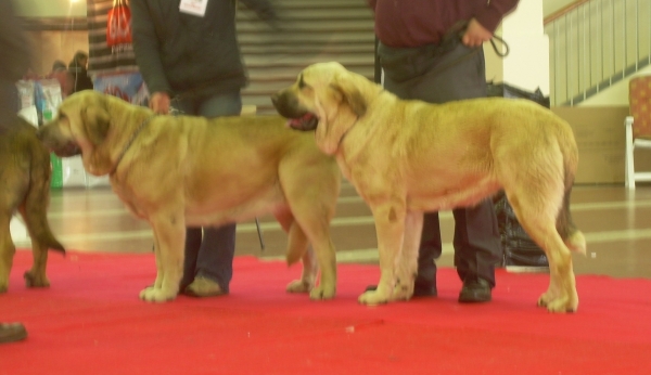 international show Angers (F) 29 mars 2009
Athena du dmaine de Runneval 
et Comête (18 months) open female 1exc CACS CACIB
Keywords: 2009