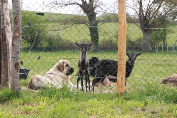 mastines y cabras
Guizmo and little goats
Keywords: kromagnon