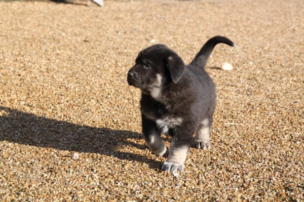 Galack de La Bande à Gro
puppies from Kimbo X Camelia    5 weeks

http://labandeagro.webnode.fr
chrystelle Quemener
Francia
Anahtar kelimeler: kromagnon Kimbo Camelia