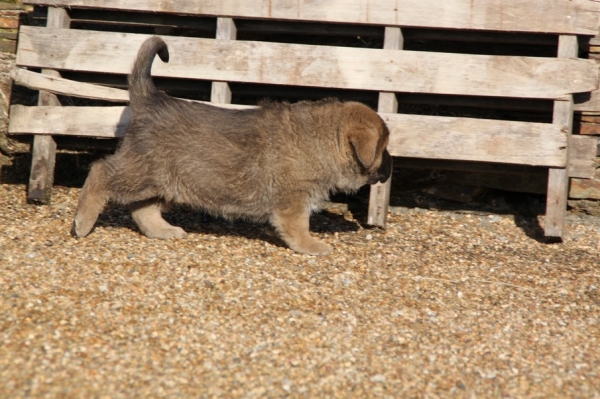 Garriocha de La Bande à Gro
puppies from Kimbo X Camelia    5 weeks

http://labandeagro.webnode.fr
chrystelle Quemener
Francia
Keywords: kromagnon kimbo Camelia