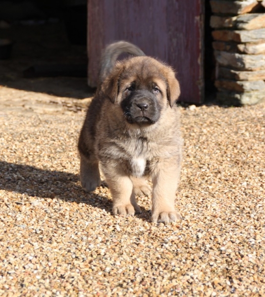 Garriocha de La Bande à Gro
puppies from Kimbo X Camelia    5 weeks

http://labandeagro.webnode.fr
chrystelle Quemener
Francia
Keywords: kromagnon kimbo camelia