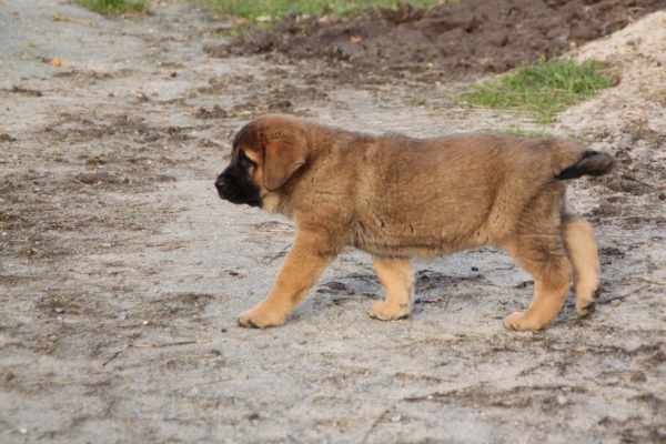 cachorro de Kimbo y Camelia con 7 semanas
Keywords: kromagnon La bande Ã  gro Kimbo Camelia