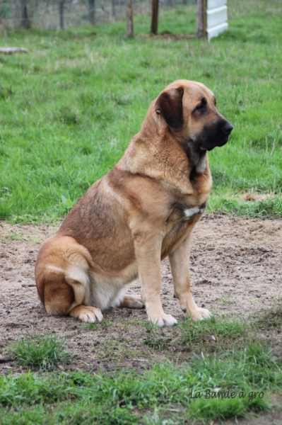 Goodie de La Bande à Gro
Manchas X Drenko .... 12 mois
Keywords: kromagnon La Bande Ã  Gro Manchas Drenko