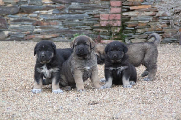 Gilberto, Goodie, Gordini
babies 35 jours 
Manchas de Los Piscardos X Drenko de Filandon

http://labandeagro.webnode.fr

Keywords: Manchas Drenko