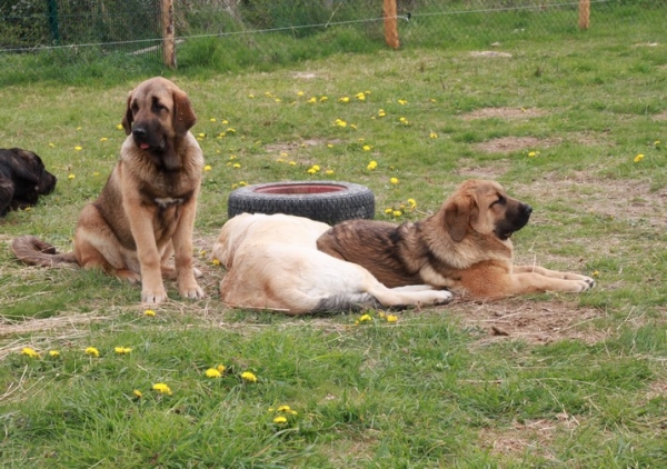 Goodie, Camélia et Garriocha
Keywords: camÃ©lia, kromagnon, manchas, kimbo, drenko