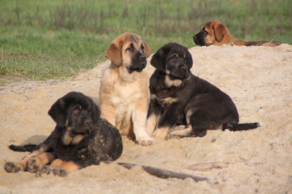 cachoros de Drenko y Manchas con 10 semanas
Keywords: kromagnon la bande Ã  gro Drenko Manchas