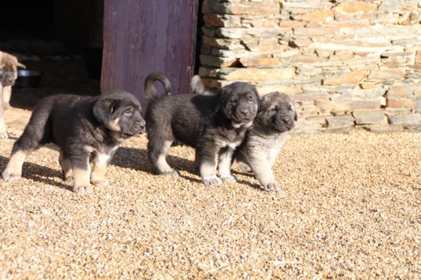 Grizzlly, Galack, Greg de La bande à Gro
puppies from Kimbo X Camelia    5 weeks

http://labandeagro.webnode.fr
chrystelle Quemener
Francia
Keywords: kromagnon kimbo camelia