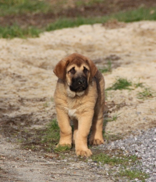 Guadal de La Bande  Gro
cachorro de Drenko y Manchas con 10 semanas
Keywords: kromagnon La bande Ã  gro Drenko Manchas