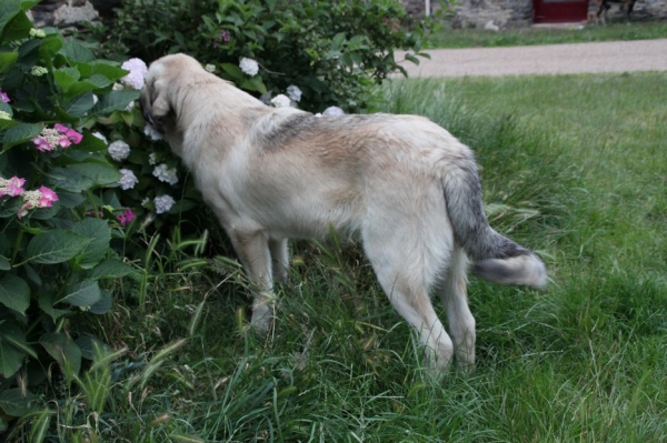 Guizmo de La Bande à Gro
Drenko de Filandon X Manchas de Los Piscardos
Keywords: kromagnon, La Bande Ã  Gro , Guizmo