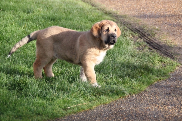 Hilda de la Bande à Gro 10 weeks
Manchas de Los Piscardos X Drenko de Filandon
Keywords: kromagnon manchas Drenko