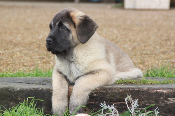 Ikifa de la Bande à Gro
Galack de la Bande à Gro X Goodie de la Bande à Gro
12 weeks old
Keywords: kromagnon la Bande Ã  Gro