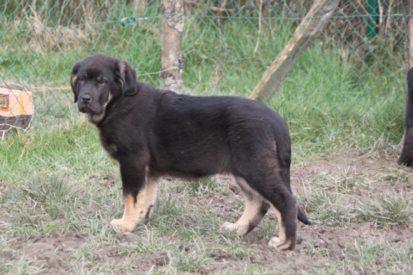 Immi de la Bande à Gro
Galack de la Bande à Gro X Goodie de la Bande à Gro
12 weeks old
Keywords: kromagnon la Bande Ã  Gro