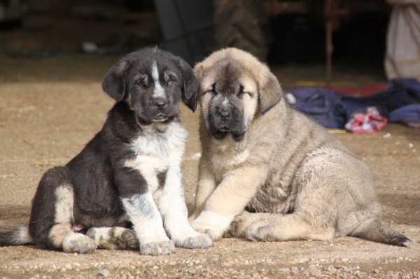 8 weeks
Manchas de Los Piscardos X Drenko de filandon
Keywords: kromagnon Manchas Drenko