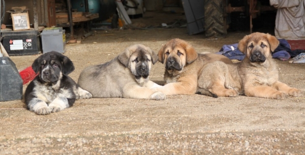 8 weeks
Manchas de Los Piscardos X Drenko de filandon
Keywords: kromagnon Manchas Drenko