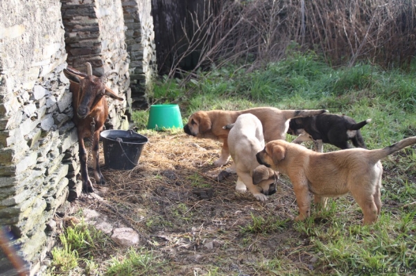 Puppies with goat
puppies from La bande à Gro discover their future job !
Anahtar kelimeler: flock kromagnon goat