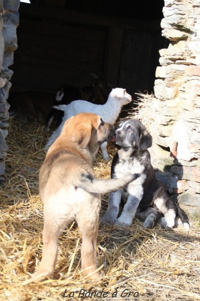 Larone et Nenette 11 .5 weeks
DB 28/11/2012
Drenko de Filandon X Machas de Los Piscardos
Keywords: kromagnon La Bande Ã  Gro