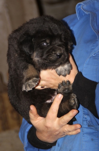 Manchas X Drenko's puppies / cachorros de Manchas y Drenko con 3 semanas
