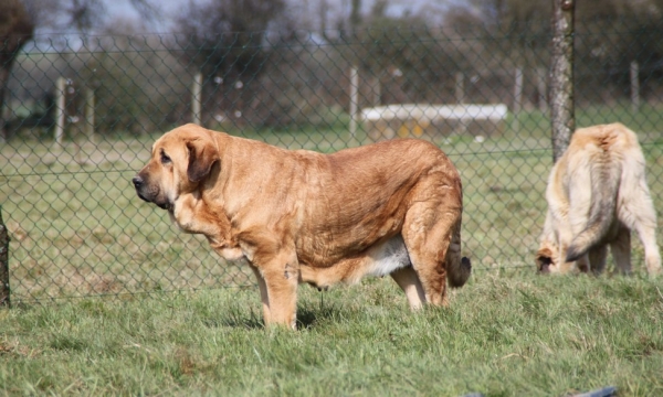 Manchas de los Piscardos 
Keywords: kromagnon La Bande Ã  Gro Kromagnon Manchas