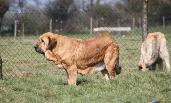 Manchas de los Piscardos 
Keywords: kromagnon La Bande Ã  Gro Kromagnon Manchas