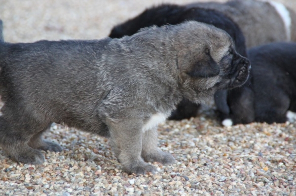 Manchas X Drenko's puppies / cachorros de Manchas y Drenko con 3 semanas
Keywords: Manchas de Lso Piscardos,Drenko de Filandon