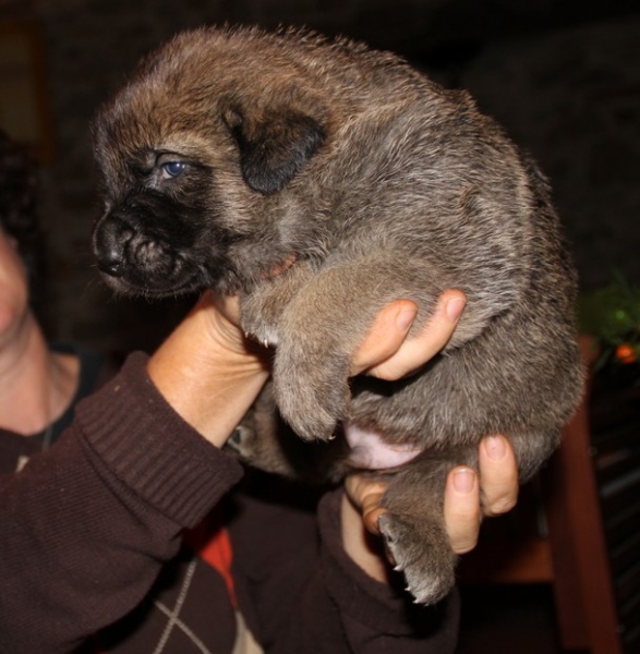 Manchas X Drenko's puppies / cachorros de Manchas y Drenko con 3 semanas
