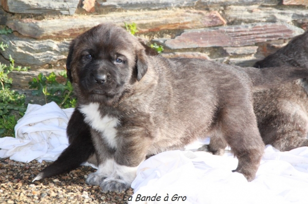 Camelia's babies de La Bande à  Gro
M :CH F CH B Camelia
P:  CH E Onega de Campollano

FN :16/03/2013
Keywords: kromagnon puppies Milo Camelia snow nieve