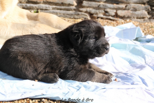 Camelia's babies de La Bande à  Gro
M :CH F CH B Camelia
P:  CH E Onega de Campollano

FN :16/03/2013
Keywords: kromagnon puppies Milo Camelia snow nieve