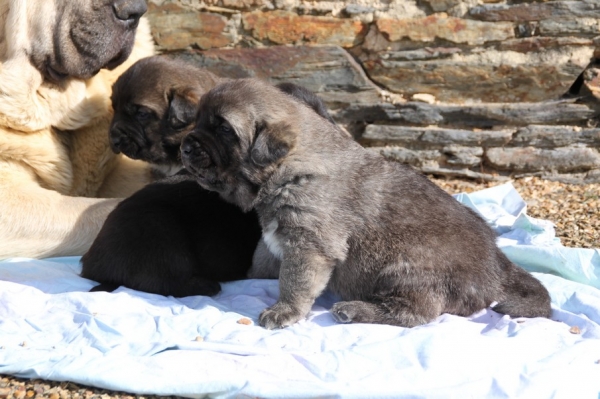 Camelia's babies de La Bande à  Gro
M :CH F CH B Camelia
P:  CH E Onega de Campollano

FN :16/03/2013
Keywords: kromagnon puppies Milo Camelia snow nieve