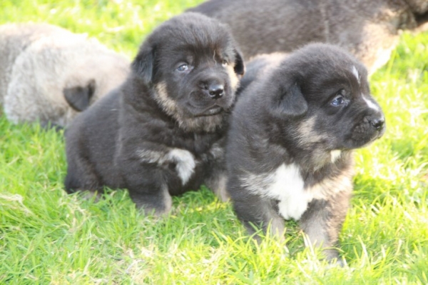 Puppies from La Bande à Gro  3 weeks
Manchas de Los Piscardos X Drenko de Filandon 

Chrystelle Quemener
http://labandeagro.webnode.fr

FRANCE
Keywords: kromagnon manchas, drenko, la bande Ã  gro